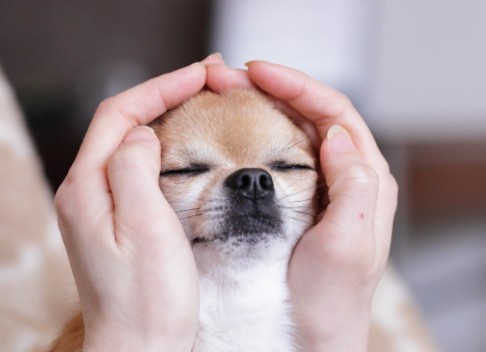 reiki-dog-e1400213072686