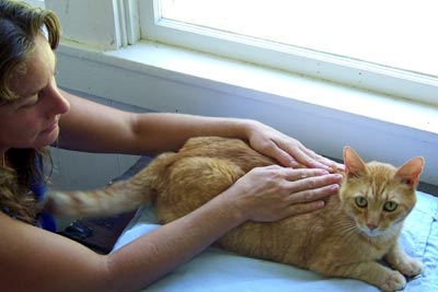 Aniimal_Reiki1
