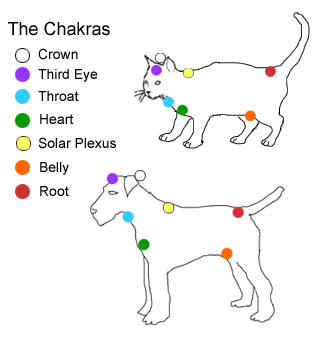 catDogChakras1