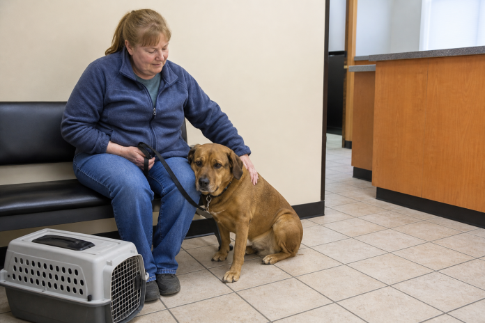 Calm hand on a dog in a vet waiting room Woman seated on a bench in a waiting room beside a dog on a lead, with a pet carrier nearby.